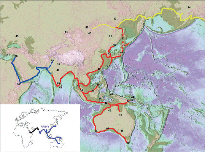 Hình 2 - Bản đồ cho thấy con người phát tán từ Phi châu dọc theo bờ biển đến Nam Á, Đông Nam Á chia ra hai ngã: một xuống phía nam đến Australia và một lên Đông Á theo bán đảo Đông Dương (22). Số trên bản đồ là niên đại cách nay (BP, Before Present) đơn vị là ngàn năm của các di chỉ khảo cổ con người. Bản đồ nhỏ trong hình là con đường thiên cư dựa theo dấu di truyền (genetic marker) RPS47C711T (đột biến M130).